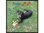 Nate, American Pit Bull Terrier For Adoption In Batesville, Arkansas