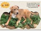 Nick, American Pit Bull Terrier For Adoption In Batesville, Arkansas