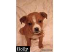 Holly, Labrador Retriever For Adoption In Batesville, Arkansas