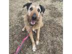 Danny, Airedale Terrier For Adoption In Dallas, Texas