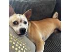 Adopt SKY - in NY & ready for a meetup! a Basenji, Terrier