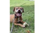 Elaine, American Staffordshire Terrier For Adoption In Traverse City, Michigan