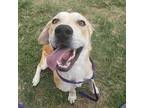 Jarvis, Retriever (unknown Type) For Adoption In Dallas, Texas