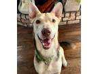 Adopt Max a German Shepherd Dog, Siberian Husky