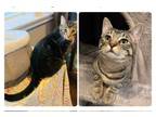 Adopt Willie and Welles a Domestic Short Hair