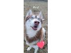 Adopt Red a Husky