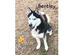 Adopt Bentley a Siberian Husky