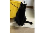 Adopt Gizmo a Domestic Short Hair