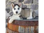 Siberian Husky Puppy for sale in Grabill, IN, USA