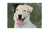 Adopt Travis a Labrador Retriever