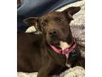 Adopt Taylor a Labrador Retriever, Weimaraner