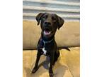 Adopt Shaka a Labrador Retriever, Mixed Breed