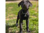 Adopt JP "Caesar" a German Shepherd Dog, Schnauzer