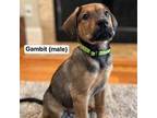 Adopt JP "Gambit" a Giant Schnauzer, Doberman Pinscher