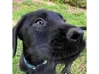 Adopt JP "Cosmo" a German Shepherd Dog, Schnauzer