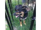 Adopt Ace a German Shepherd Dog, Australian Shepherd