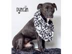 Adopt Duncan a American Staffordshire Terrier