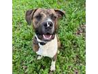 Adopt Barley a Staffordshire Bull Terrier