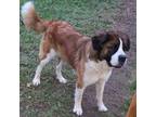 Saint Bernard Puppy for sale in Graham, WA, USA