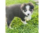 Australian Shepherd Puppy for sale in Warrenton, MO, USA