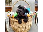 Schnauzer (Miniature) Puppy for sale in Newfields, NH, USA