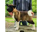 Akita Puppy for sale in Jamesville, NC, USA