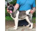 Akita Puppy for sale in Jamesville, NC, USA