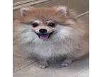 Pomeranian Puppy for sale in Avon Park, FL, USA