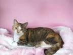 Adopt Patches a Domestic Short Hair, American Shorthair