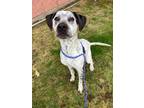 Adopt Sassy a German Shorthaired Pointer, Mixed Breed