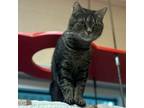 Adopt Sheba a Domestic Short Hair