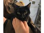 Adopt Donna a Domestic Short Hair