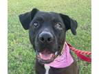 Adopt JASMINE a Labrador Retriever, Mixed Breed