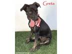 Adopt Greta a Black Labrador Retriever, Shepherd