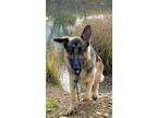 Adopt Baby Girl a German Shepherd Dog