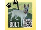 Adopt Bolt a White - with Tan, Yellow or Fawn German Shepherd Dog / Husky /