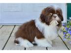 Shih Tzu Puppy for sale in Joplin, MO, USA