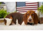 Beagle Puppy for sale in Springfield, MO, USA