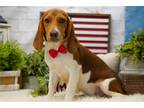 Beagle Puppy for sale in Springfield, MO, USA