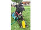 Adopt Kodak a Black Mixed Breed (Large) / Mixed dog in Cincinnati, OH (38210709)