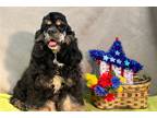 Cocker Spaniel Puppy for sale in Kirksville, MO, USA