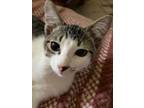 Adopt Lenore a Domestic Short Hair