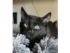 Adopt Ebony a Domestic Short Hair