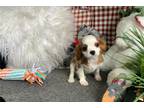 Cavalier King Charles Spaniel Puppy for sale in Canton, OH, USA