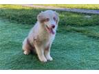 Miniature Australian Shepherd Puppy for sale in Madera, CA, USA