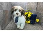 Havanese Puppy for sale in Fort Wayne, IN, USA