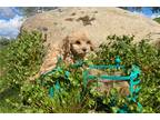 Cavapoo Puppy for sale in Madera, CA, USA