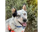 Adopt Lancer a White - with Tan, Yellow or Fawn Australian Cattle Dog / Mixed