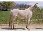Adopt CLOUD a Gray Arabian / Mixed horse in Union, MO (33477900)