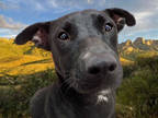 Adopt MINNIE a Black - with White Labrador Retriever / Mixed dog in Tucson